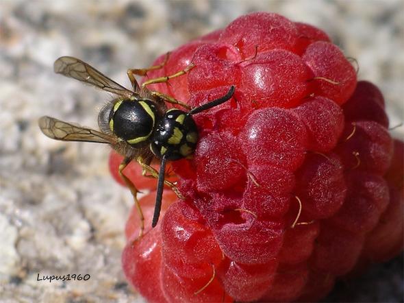 Wespe - (Insekten, Wespen, Bremse)