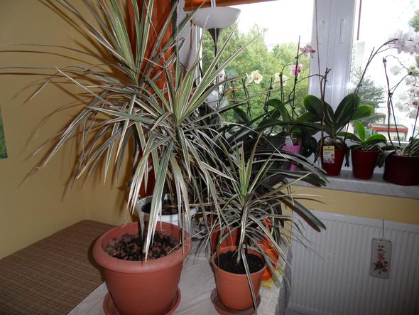 meine 2 Dracaena marinata "Tricolor" - (Pflanzen, Pflanzenpflege, Zimmerpflanzen)