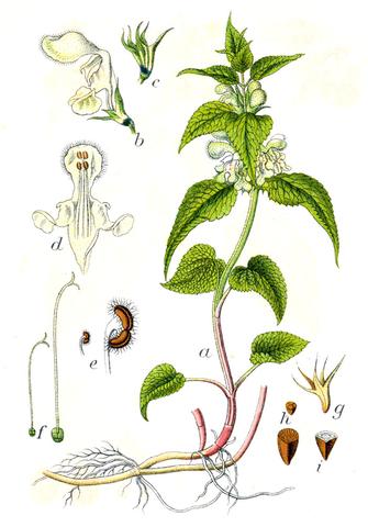 Buntnesselblüten - (Pflanzen, Zimmerpflanzen, Zucht)