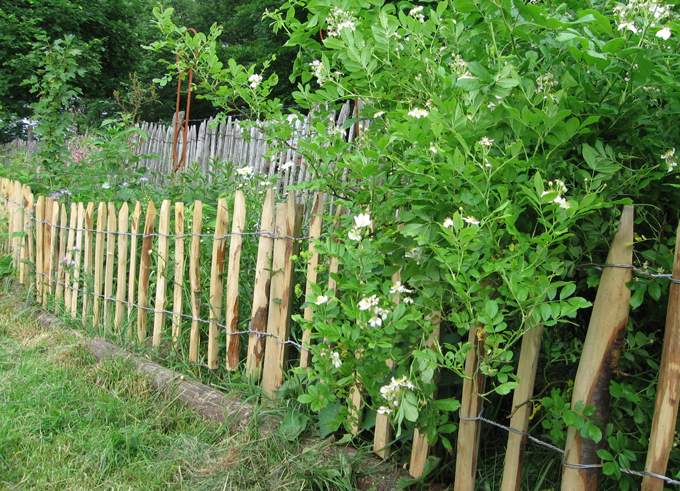 Gartenzaun / Hecke (Hund, Zaun)