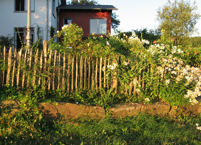 Gartenzaun / Hecke (Hund, Zaun)