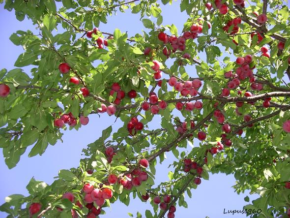 Mirabelle - (Garten, Natur, Baum)