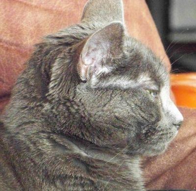 Wie gewöhne ich meinem BKH-Kater das Schreien ab? (Katzen)