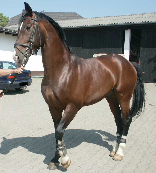 Dunkelbraunes Pferd mit schwarzen beinen- wie heißt die Fellfarbe? (Pferde)