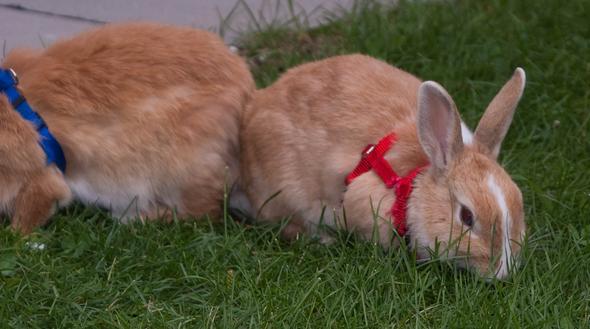 Rämy - (Kaninchen, Tierarzt, Hasen)
