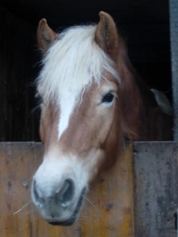 ma mausel als ich si noch besass :`( - (Pferde, reiten, Rasse)