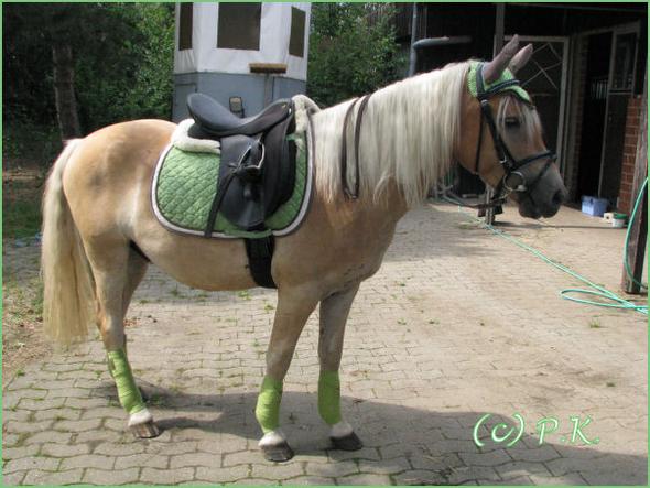 kkll - (Pferd, Farbe, Ausrüstung)