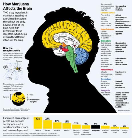 Wirkung von THC im Gehirn - (Cannabis, Kuchen, Nebenwirkungen)