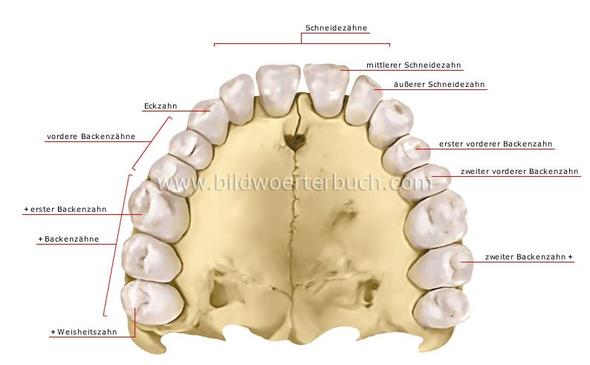 Bild 1 - (Zähne, Zahnarzt, Zahnmedizin)