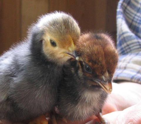 Warum Sind Kuken Gelb Und Spater Braun Oder Weiss Farbe Huhner