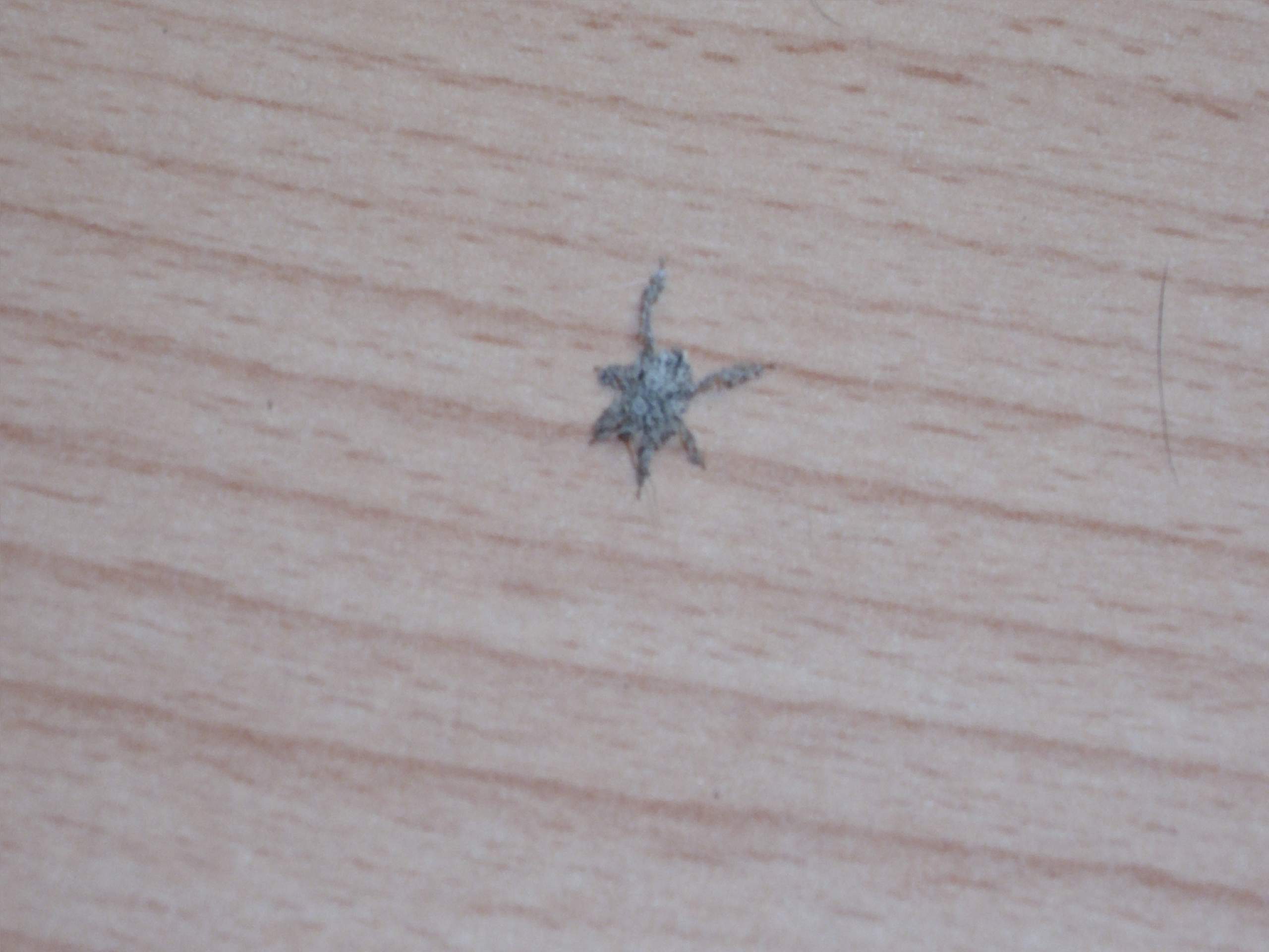 spinne? wer kennt sich aus? (Wohnung, staub)