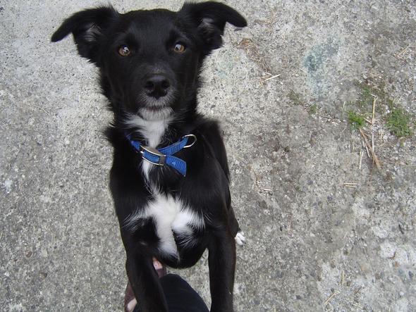 Border Collie Schaferhund Mix Hund Border Collie