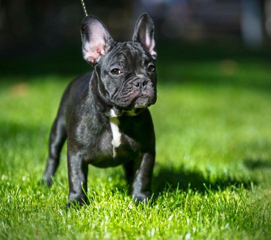 Französische Bulldogge - (Hund, Französische Bulldogge)