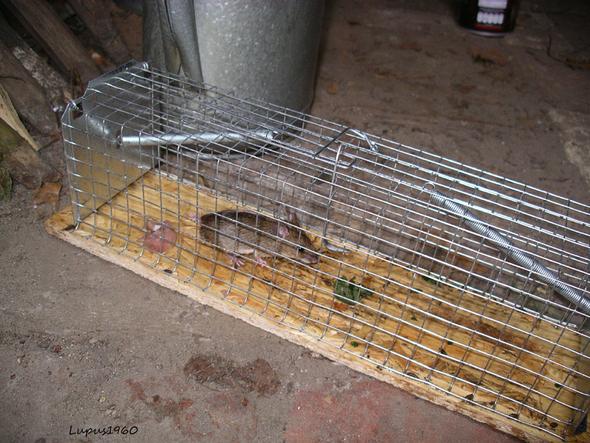 Lebendfalle mit Maus - (Tiere, Natur, Küche)