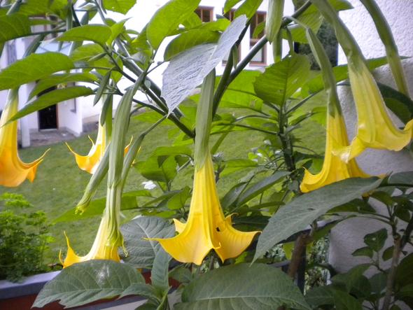 das ist meine - (Garten, Pflanzen, Pflanzenpflege)