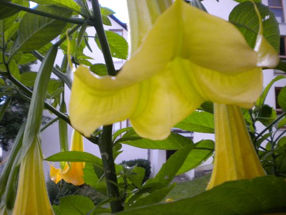 und noch eins - (Garten, Pflanzen, Pflanzenpflege)