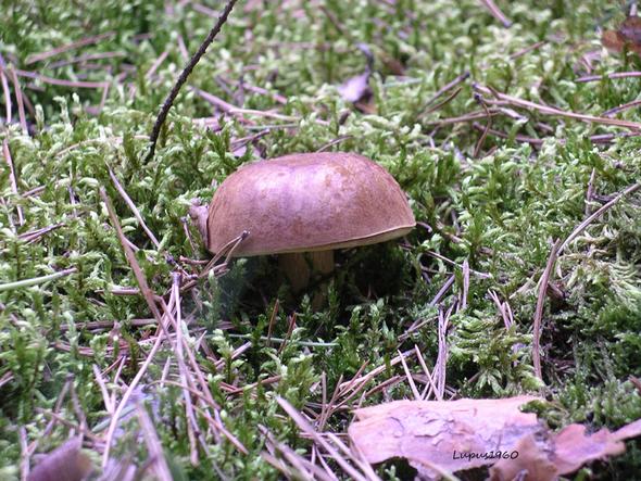 Maronen-Röhrling - (Wald, Pilze)