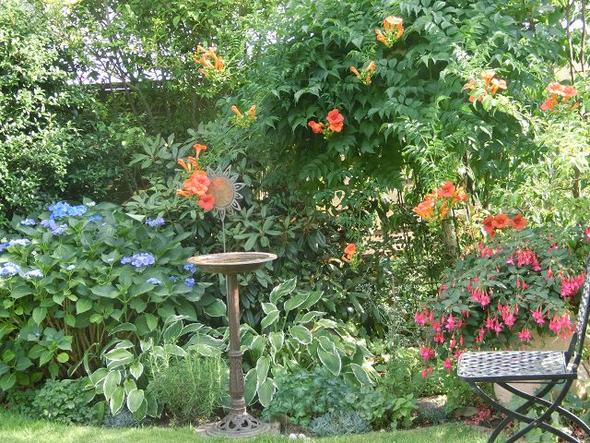 Campsis nach Rückschnitt im Frühjahr - (Garten, Pflanzen, Pflanzenpflege)