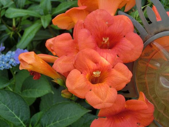 Campsis-Blüte - (Garten, Pflanzen, Pflanzenpflege)