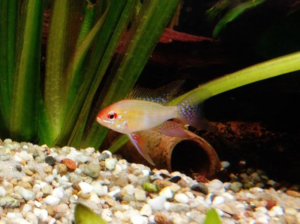 goldner Schmetterlingbuntbarsch männchen ?? - (Tiere, Fische, Aquarium)