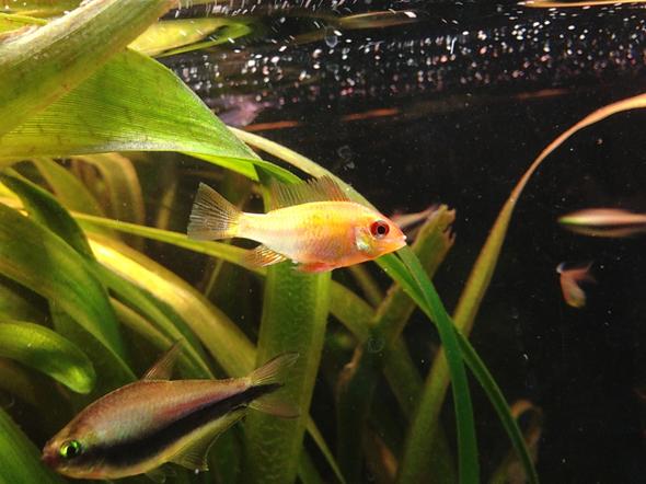 goldener schmetterling... weinchen?? - (Tiere, Fische, Aquarium)