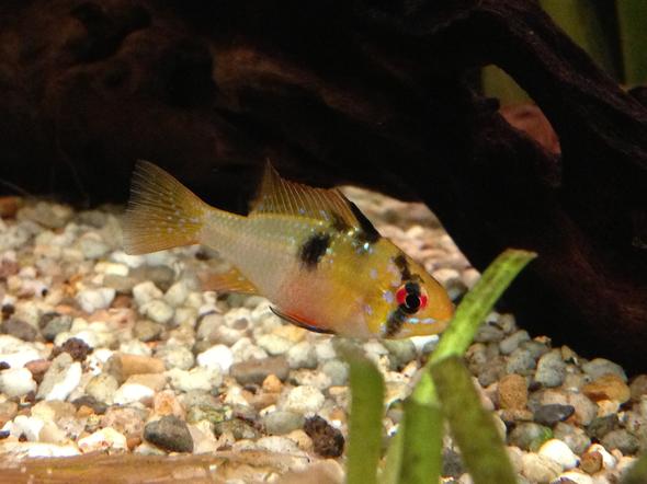 schmetterlings.... m/w?? - (Tiere, Fische, Aquarium)