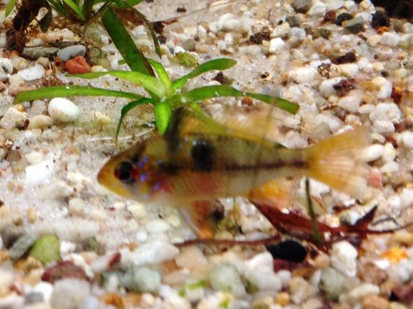 schmetterlings.... m/w??? - (Tiere, Fische, Aquarium)