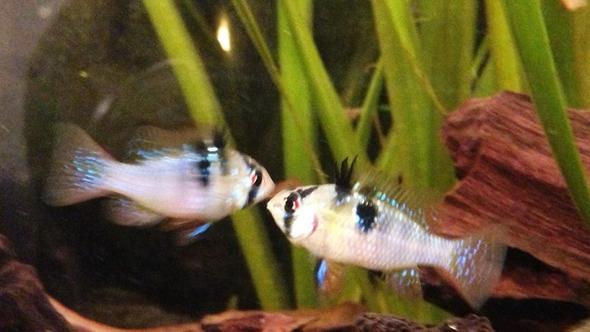 beide schmetterlings..... - (Tiere, Fische, Aquarium)