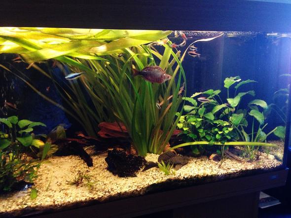 Aquarium.................. - (Tiere, Fische, Aquarium)