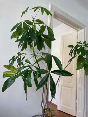 Glückskastanie hat braun gelbe Blätter die sie dann verliert, was kann ...