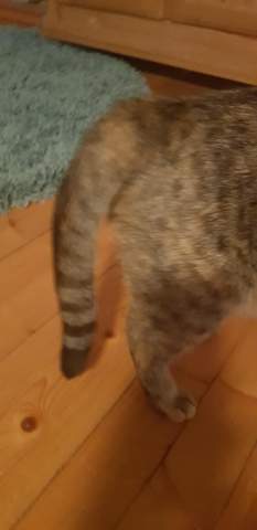 katze hat schmerzen im schwanz tierarzt