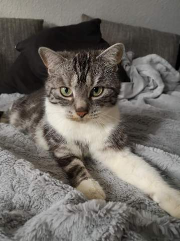 Katze Hat Schwarze Verfarbung Direkt Uber Der Nase Was Ist Das