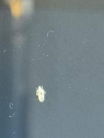 Was sind das für kleine weiße käfer? (Insekten, Schädlinge, Krabbeltiere)