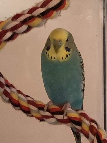 Wellensittich Henne Wachshaut Blau Tiere Sittiche Wellensittichhaltung wellensittich-henne-wachshaut-blau-tiere-sittiche-wellensittichhaltung