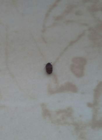 Kleine Schwarze Stinkende Kafer Im Schlafzimmer Tiere