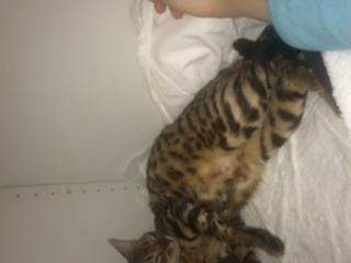 Noch Mehr Kitten Im Bauch Meiner Katze Gesundheit Und Medizin