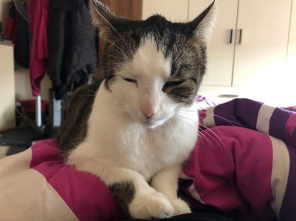 Unsere Katze Hat Eine Grosse Beule Am Kopf Was Konnen Wir Tun Gesundheit Und Medizin Unsere Katze Hat Eine Grosse Beule Am Kopf Was Konnen Wir Tun Gesundheit Und Medizin