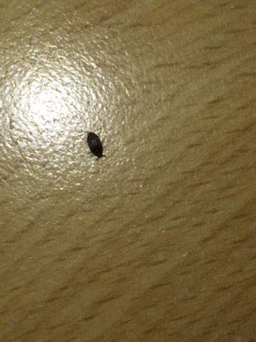 Sind Das Bettwanzen Oder Ahnliches Insekten