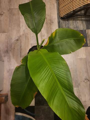 Bananenpflanze gelbe Bltter? (Wasser, Cannabis, Flecken)
