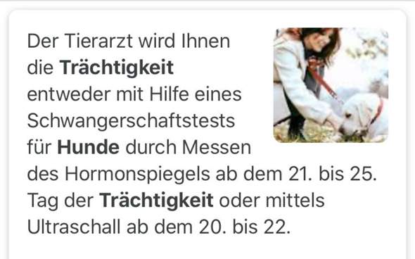Wie viel kostet ein "Schwangerschaftstest" für Hunde? (Hund, Preis, Test)