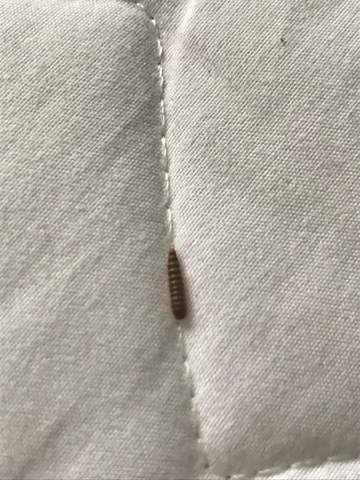 Raupe Im Bett Was Ist Das Tiere Insekten Entomologie