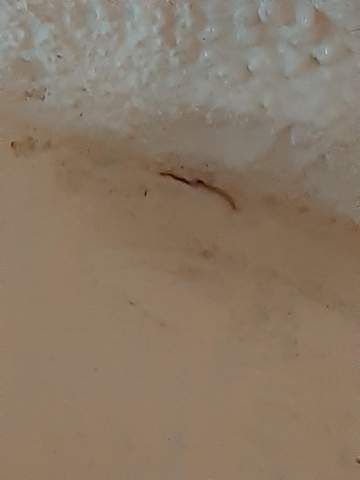 Wurm Im Zimmer Wie Am Besten Entfernen Tiere Insekten Wurmer Wurm Im Zimmer Wie Am Besten Entfernen Tiere Insekten Wurmer