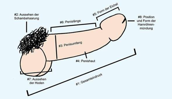 Wie penislänge messen