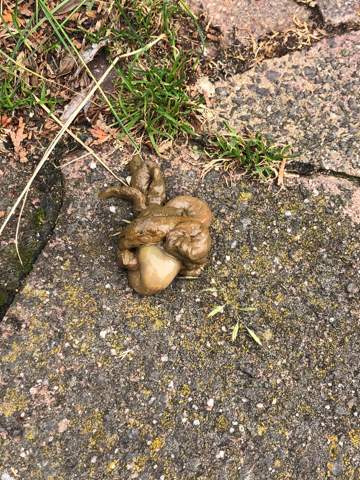 hat wer erfahrung mit giardien gesundheit und medizin tiere hund