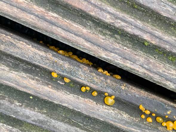 Was könnte es sein? (Garten, Natur)