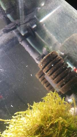 Weisse Kleine Wurmer Im Aquarium Was Ist Das Schnecken Garnelen Weisse Kleine Wurmer Im Aquarium Was Ist Das Schnecken Garnelen