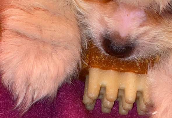 Welpe verliert Haare am Nasenrücken? (Hund, Welpen)