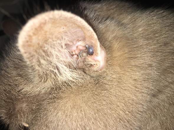 Schwarzer Punkt Im Ohr Bei Katze Gesundheit Und Medizin Tiere Schwarzer Punkt Im Ohr Bei Katze Gesundheit Und Medizin Tiere