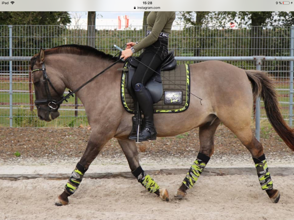 Wie Reitet Man Ein Pferd Durchs Genick