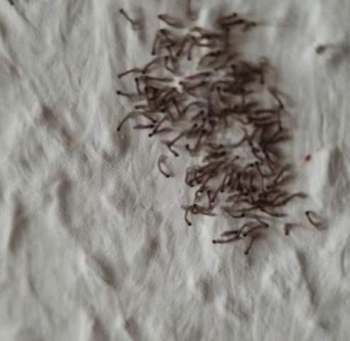 Winzige Schwarze Wurmer Auf Tapete Was Ist Das Tiere Insekten Schadlinge